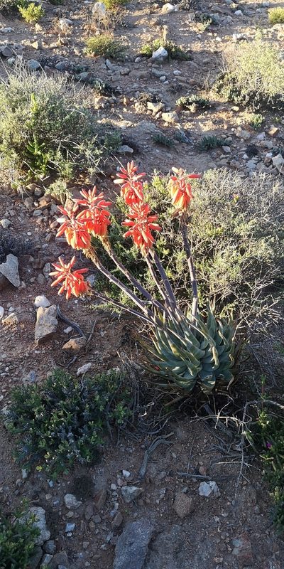 Aloe krapohliana, photographed by leandra-k_89