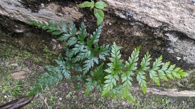Anemia adiantifolia