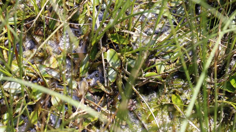 Potamogeton polygonifolius, photographed by Bastien Alegot
