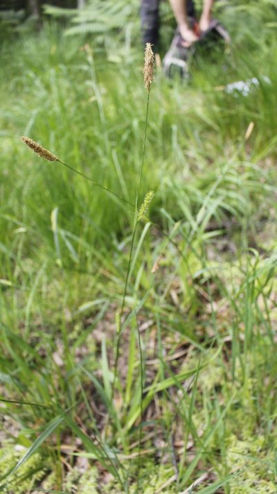 Carex laevigata, photographed by Bastien Alegot
