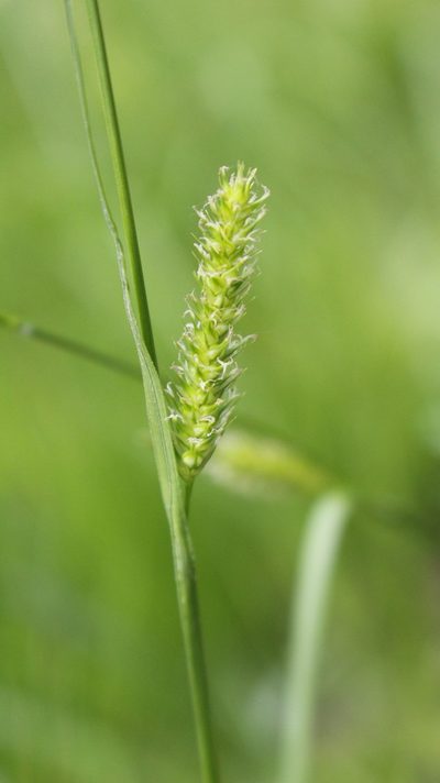 Carex laevigata, photographed by Bastien Alegot