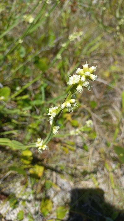 Baccharis subtropicalis, photographed by JG