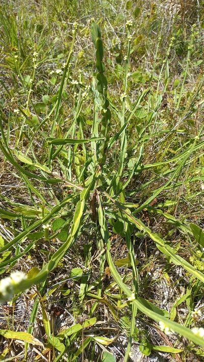 Baccharis subtropicalis, photographed by JG