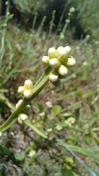 Baccharis subtropicalis, photographed by JG