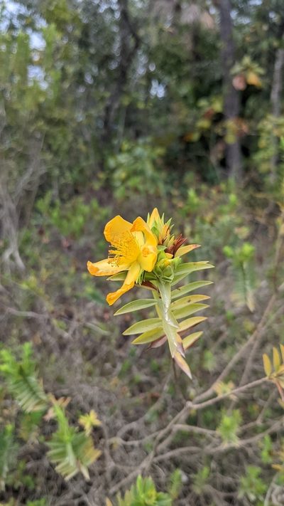 Hypericum terrae-firmae, photographed by José Garrido
