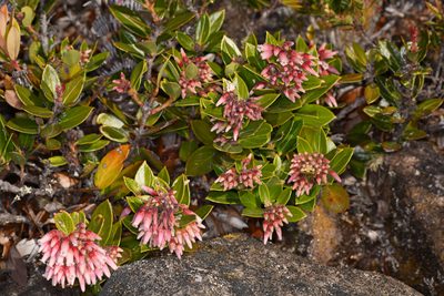 Vaccinium talamancense, photographed by Trevor Van Loon