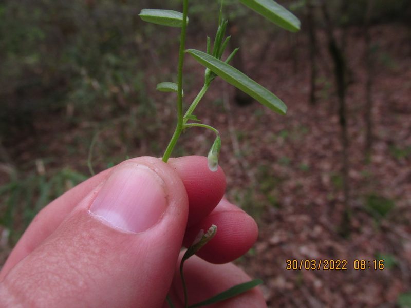 Vicia minutiflora, photographed by John Michael