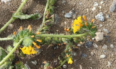 Amsinckia spectabilis, photographed by Millie Basden
