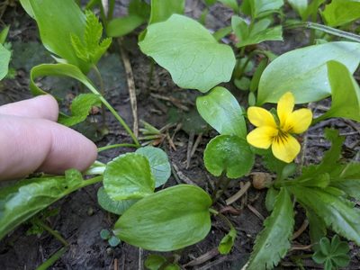 Viola orbiculata, photographed by Laura J. Costello