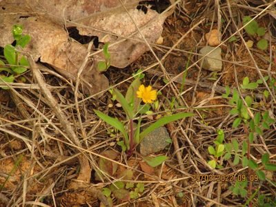 Krigia cespitosa, photographed by John Michael