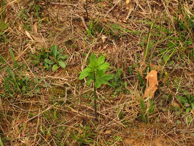 Baptisia nuttalliana, photographed by John Michael
