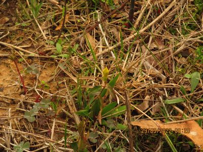 Gelsemium sempervirens, photographed by John Michael