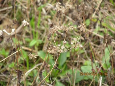 Conoclinium coelestinum, photographed by John Michael