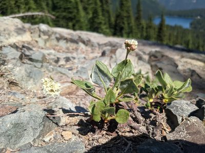 Eriogonum pyrolifolium, photographed by Laura J. Costello