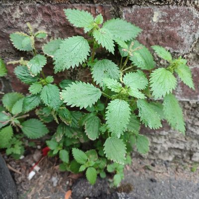 Urtica membranacea, photographed by Quentin Groom