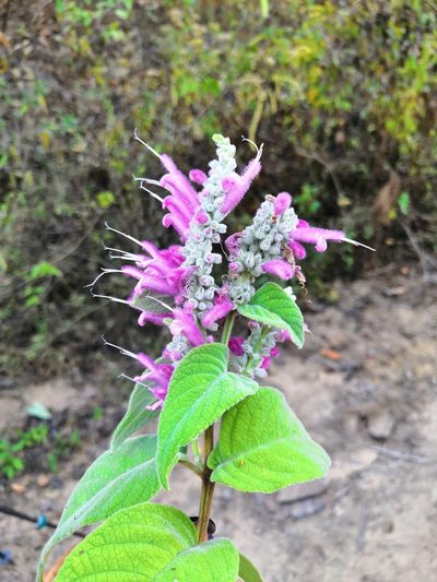 Salvia iodantha, photographed by Ana Nuño