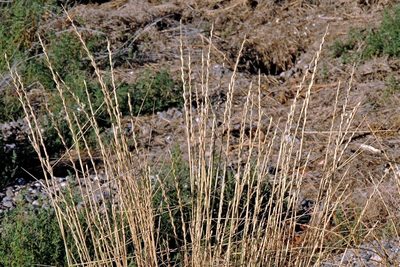Thinopyrum obtusiflorum, photographed by Hugo Hulsberg