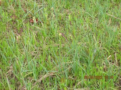 Carex meadii, photographed by John Michael
