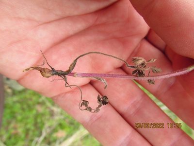 Chaerophyllum tainturieri, photographed by John Michael