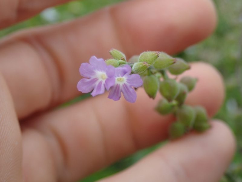 Priva lappulacea, photographed by Dan Schofield