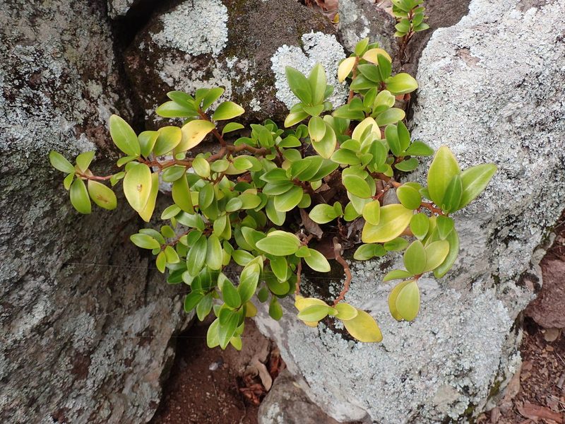Peperomia myrtifolia, photographed by Dan Schofield