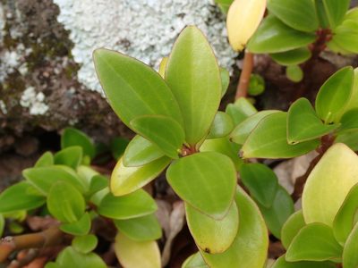 Peperomia myrtifolia, photographed by Dan Schofield