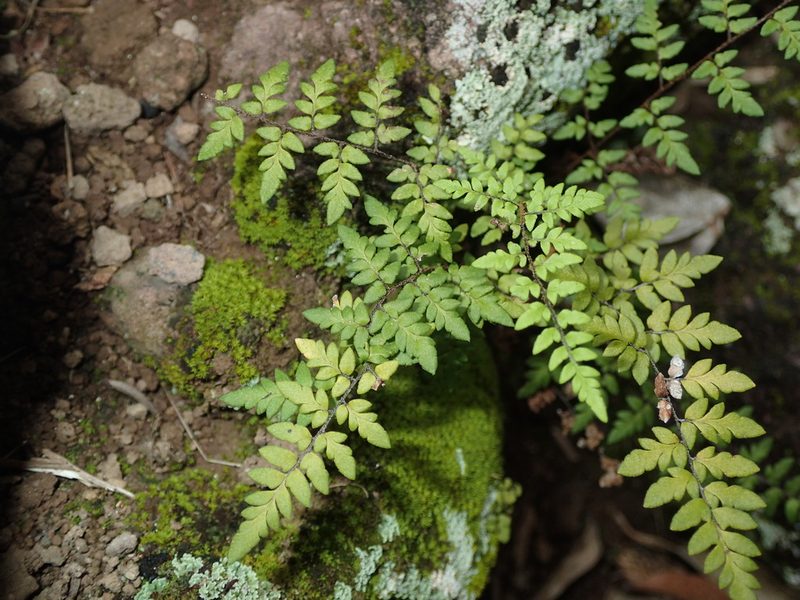 Myriopteris microphylla, photographed by Dan Schofield