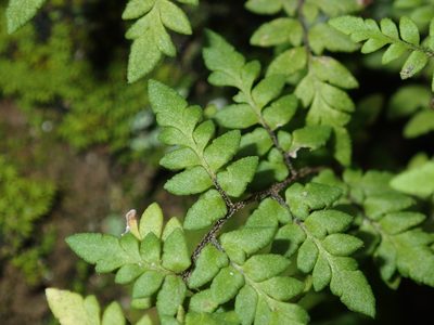 Myriopteris microphylla, photographed by Dan Schofield