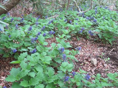 Ajuga incisa, photographed by Marco Mussita