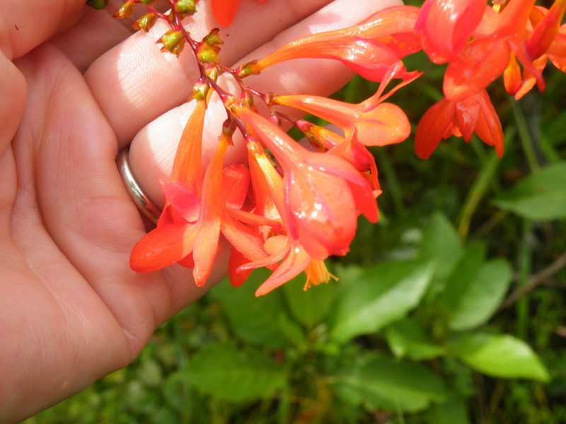 Crocosmia mathewsiana, photographed by Antoinette Eyssell Knox