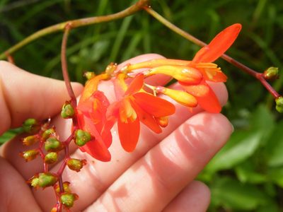 Crocosmia mathewsiana, photographed by Antoinette Eyssell Knox