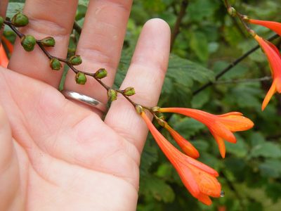 Crocosmia mathewsiana, photographed by Antoinette Eyssell Knox