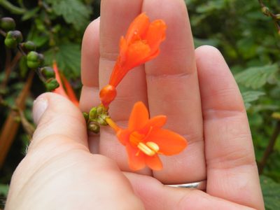 Crocosmia mathewsiana, photographed by Antoinette Eyssell Knox