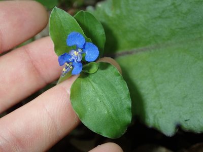 Commelina benghalensis, photographed by Dan Schofield