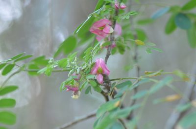 Coursetia axillaris, photographed by Center for Urban Ecology