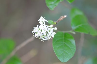 Ehretia anacua, photographed by Center for Urban Ecology