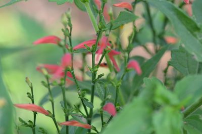 Dicliptera sexangularis, photographed by Center for Urban Ecology
