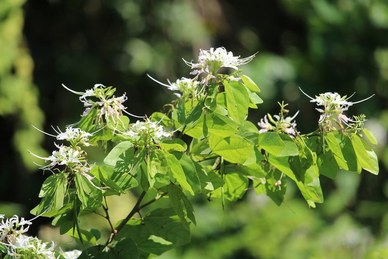 Bauhinia divaricata, photographed by Ricard Busquets Reverte