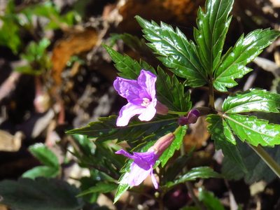Cardamine glanduligera, photographed by Adam Śliż
