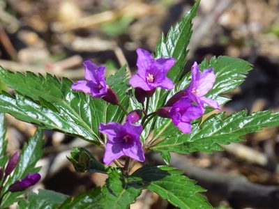 Cardamine glanduligera, photographed by Adam Śliż