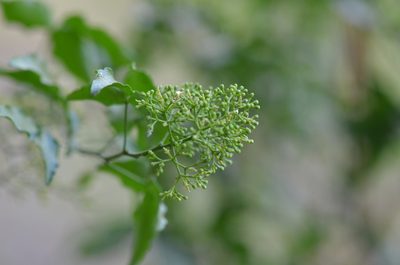 Amyris texana, photographed by Center for Urban Ecology