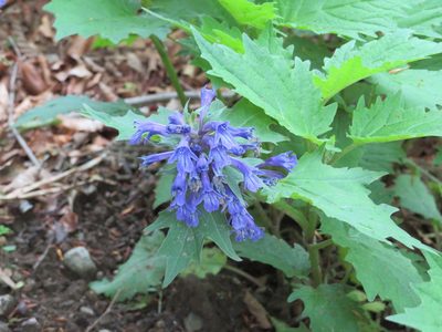 Ajuga incisa, photographed by Marco Mussita