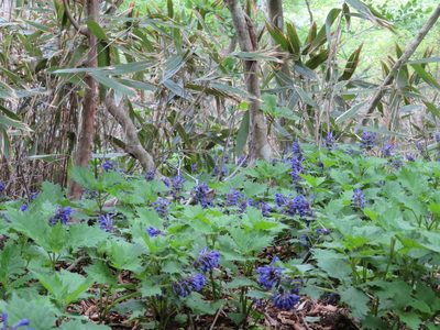 Ajuga incisa, photographed by Marco Mussita