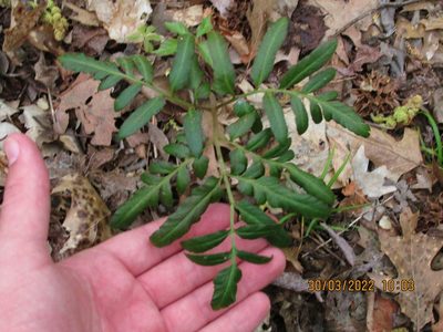 Sceptridium biternatum, photographed by John Michael
