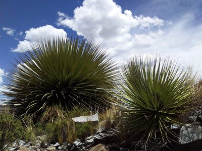 Puya raimondii, photographed by Humber Alberto