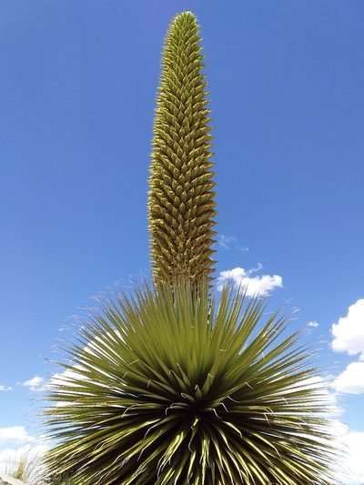 Puya raimondii, photographed by Humber Alberto