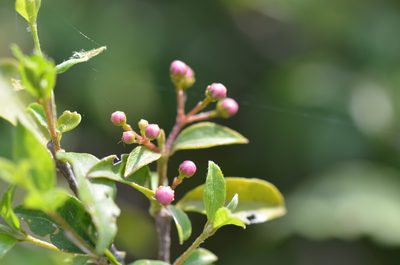 Malpighia glabra, photographed by Center for Urban Ecology