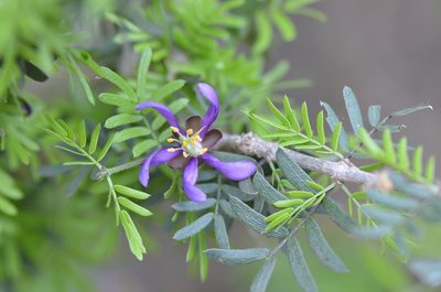 Porlieria angustifolia, photographed by Center for Urban Ecology