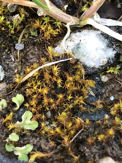 Bryoerythrophyllum ferruginascens, photographed by Young Jun Lee