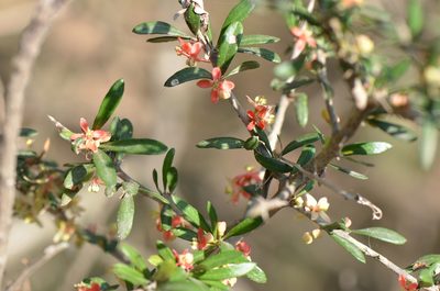 Castela erecta, photographed by Center for Urban Ecology
